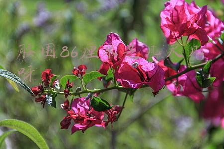 腰围86厘米是几尺几呀