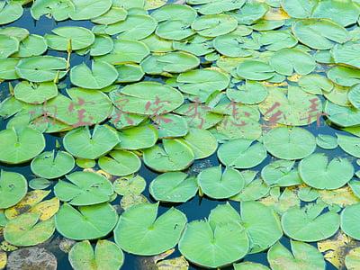 淘宝买家秀怎么弄出来(淘宝在哪看买家秀)