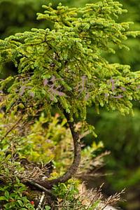 淘宝买家秀怎么弄的开通的(淘宝逛逛新买家秀内容管理平台规则)