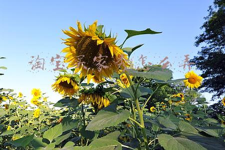 淘宝如何设置买家秀(新电商运营大乱斗，淘宝逛逛开创新模式杀出一条血路)