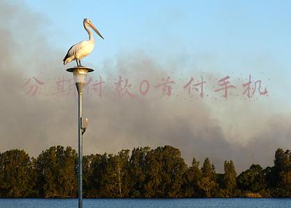 哪个软件可以0首付分期手机(买手机不必东北西跑找分期审核信用，一个支付宝全搞定。需要买零首付华为手机的进来。)