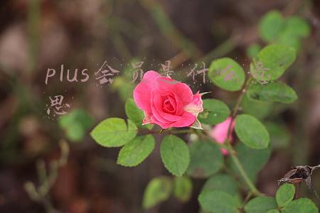 plus会员是什么意思