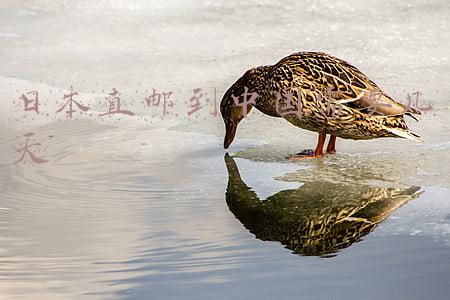 日本直邮到中国需要几天