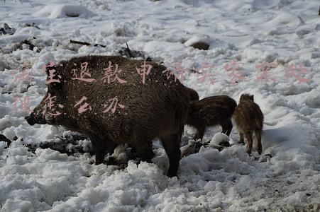 淘宝退款申请卖家不处理怎么办