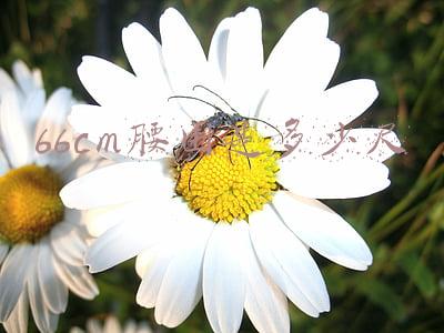 66cm腰围是多少尺几码(19岁小伙健身3年，从瘦小伙变成肌肉男，发达胸肌让人自叹不如)