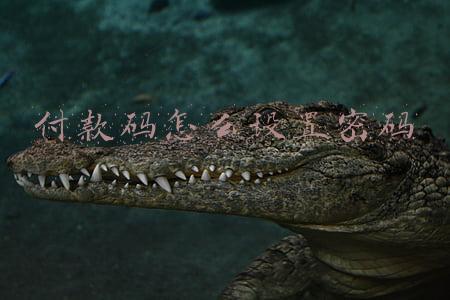 付款码怎么设置密码