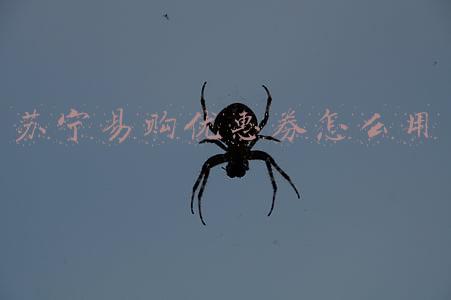 苏宁易购全品类优惠券(苏宁云店小程序上线啦~扫码领取423元优惠券)