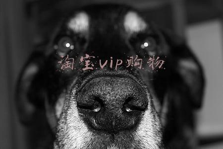 淘宝vip购物