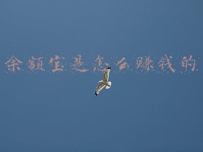 手机余额宝怎么赚钱(三招教你如何提高余额宝收益)