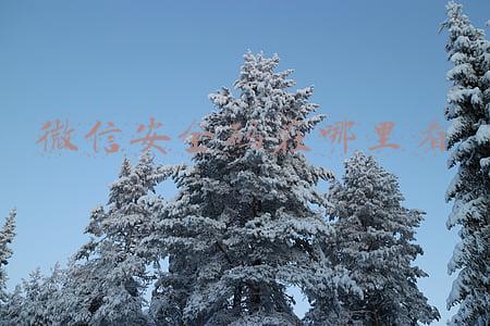 微信安全码在哪里看