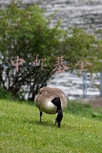 中邮基金