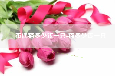 布偶猫多少钱一只-猫多少钱一只