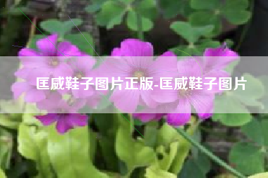 匡威鞋子图片正版-匡威鞋子图片