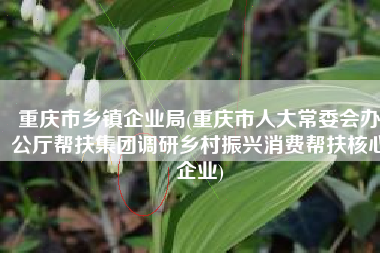 重庆市乡镇企业局(重庆市人大常委会办公厅帮扶集团调研乡村振兴消费帮扶核心企业)
