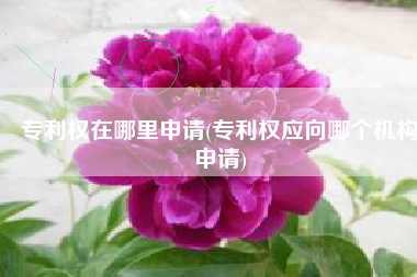 专利权在哪里申请(专利权应向哪个机构申请)
