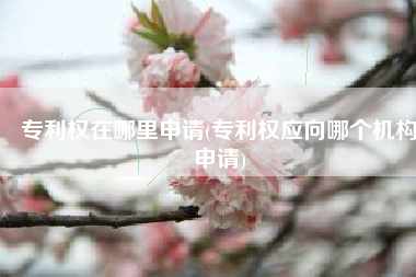 专利权在哪里申请(专利权应向哪个机构申请)