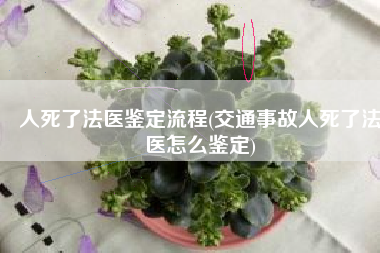 人死了法医鉴定流程(交通事故人死了法医怎么鉴定)