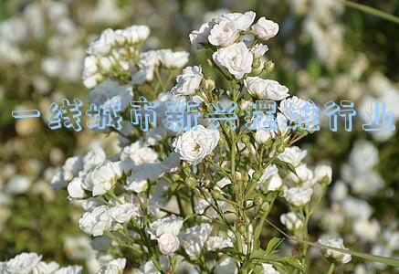 一线城市新兴行业(《茶与城》消费报告出炉：成都为新消费业态聚集度最高新一线城市)
