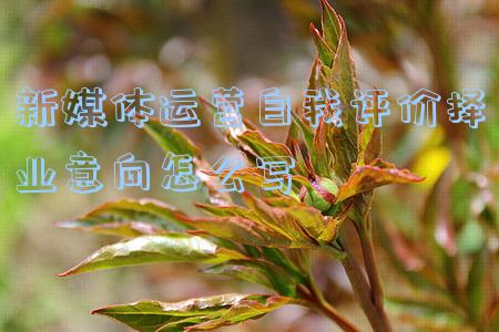 新媒体求职自我评价(传媒湃︱高校报告：平台型媒体自我治理与用户期待有差距)