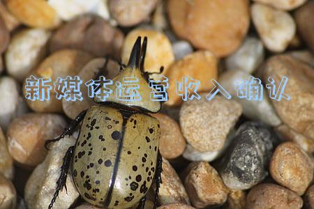 新媒体运营情况(“别做公众号了”：给新媒体运营的10点建议)