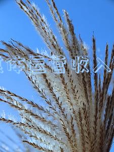 新媒体运营有业绩压力吗(新媒体运营需要具备哪些能力？)
