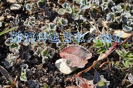 新媒体运营收入确认