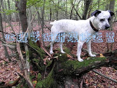心理学做新媒体运营