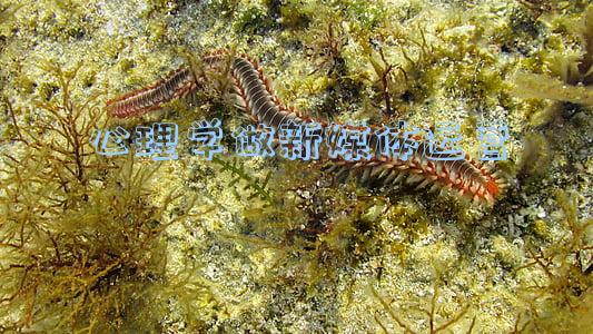 新高考心理学选科要求(心理学选科需要哪三科，3+1+2心理学专业选科要求)