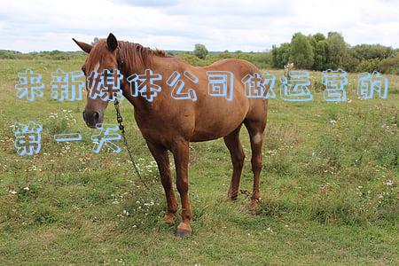 来新媒体公司做运营的第一天