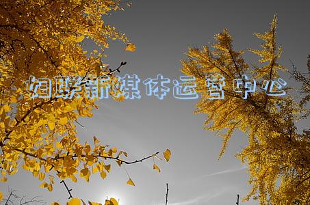 妇联app(动态 | 区妇联多举措持续推进软件正版化工作)
