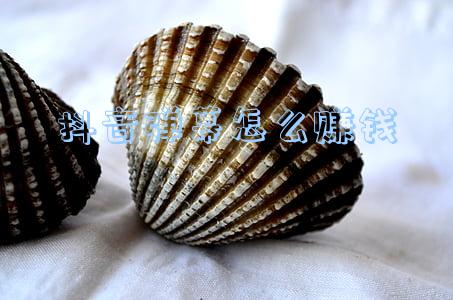 抖音弹幕助手(关于西瓜视频宠粉行动第四期的公告)
