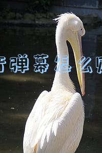 抖音弹幕机器人(B站拜年纪摒弃建站初心，假弹幕滥竽充数，满屏都是机器人？)