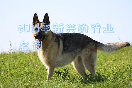 2021年新兴职业趋势报告(和讯SGI指数2021年度白皮书：全景透视七大新兴行业)