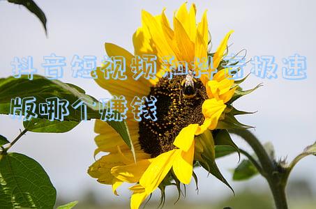 抖音极速版能赚多少钱(每天刷金币能赚一块多？困在极速版App里的中老年人，谁成了谁的羊毛)