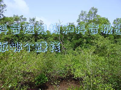 抖音短视频和抖音极速版哪个赚钱