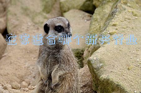 选择新兴行业的好处(求职 | 传统行业or新兴风口，怎么选才是完美的？)