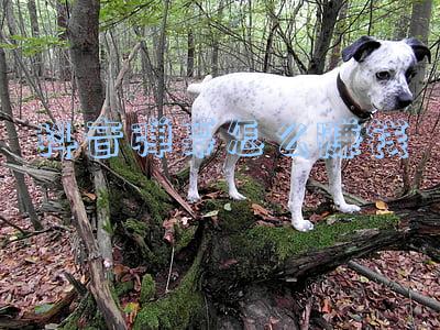 抖音弹幕怎么赚钱