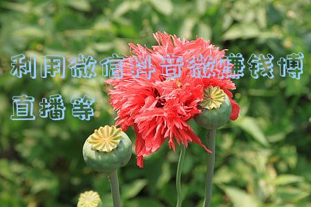 利用微信抖音微赚钱博直播等