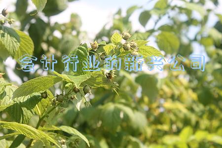 会计行业的新兴公司
