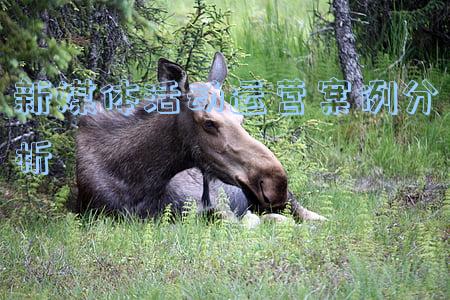 新媒体运营案例分析报告(4招教会你，企业如何从0到1打造爆款新媒体营销案例？)