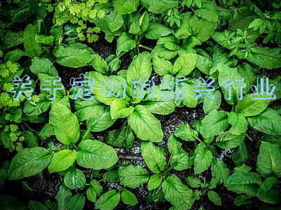 宠物行业的发展(2021年宠物行业盘点：消费全面升级 六大细分发展趋势彰显未来方向)