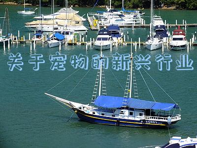 宠物行业的发展前景(2021年中国宠物行业存在的问题及发展前景预测分析)