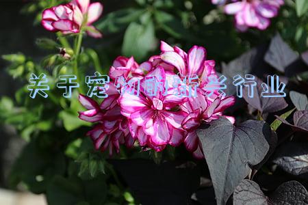 关于宠物的新兴行业