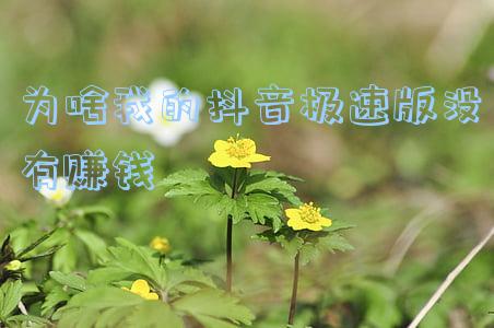 为啥我的抖音极速版没有赚钱