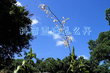 抖音直播怎么开