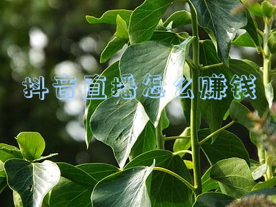 抖音直播怎么赚钱提成(抖音直播赚钱怎么提现)
