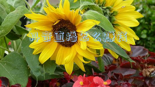 抖音直播怎么赚钱