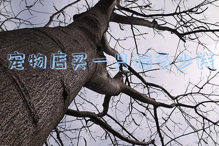 宠物店买一只猫多少钱