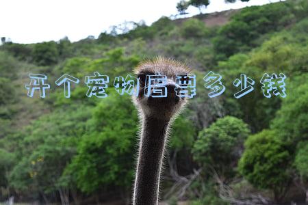 开个宠物店要多少钱投资(开宠物店需要多少钱投资)