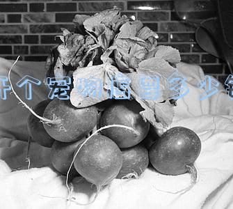 开宠物店投资多少钱(开宠物店投资多少钱无锡)